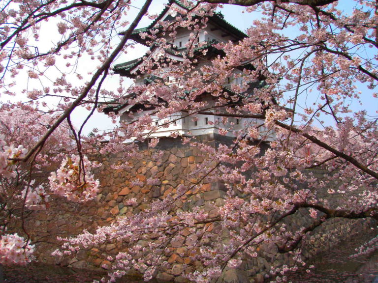Hirosaki Cherry Blossom Festival