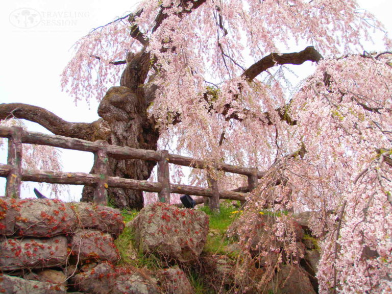 Hirosaki Cherry Blossom Festival