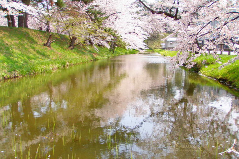 Hirosaki Cherry Blossom Festival