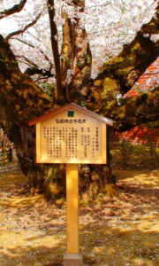 Hirosaki Cherry Blossom Festival