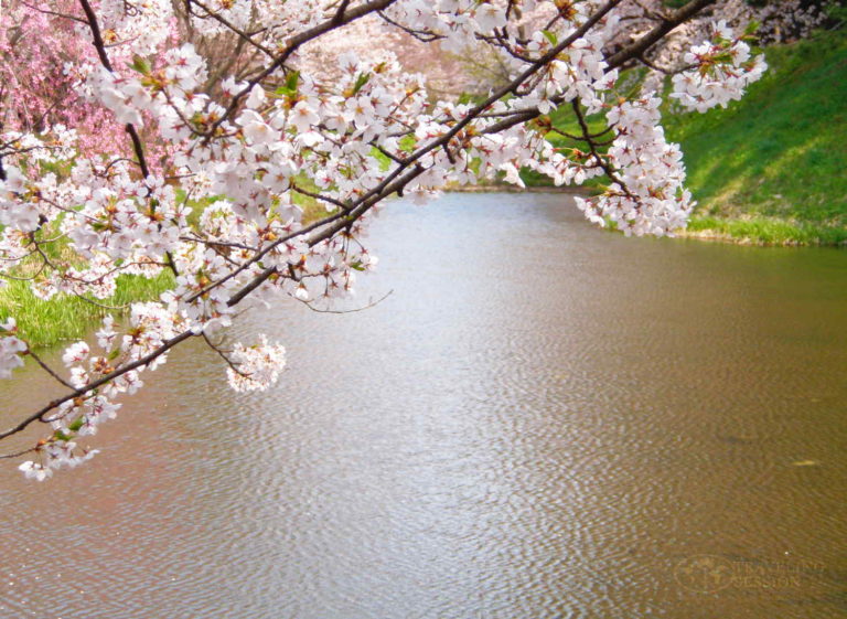 Hirosaki Cherry Blossom Festival