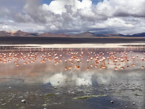 Flamingos - Sara Roccisano