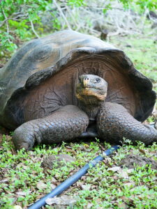 Galapagos Giant Tortoise - Carrie Cochran
