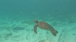 San Cristobal Sea Turtle - Carrie Cochran