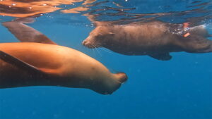 Galapagos Sea Lions Swimming - Carrie Cochran